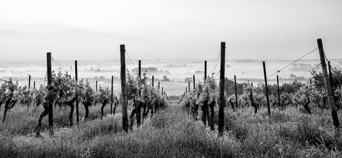 Die Perlen des Weinbergs